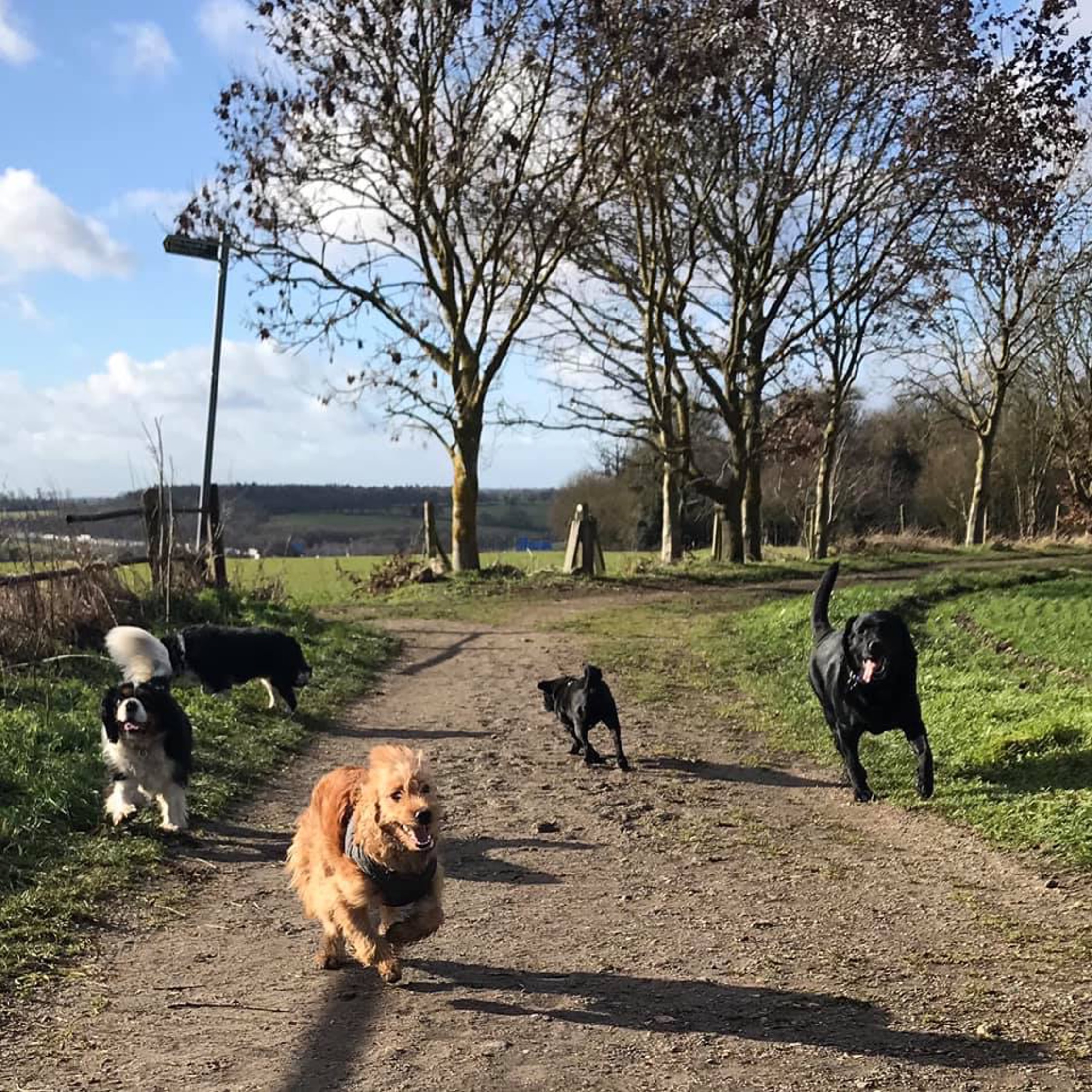 herts hiking hounds dog walking walker and training abbots kings langley hertfordshire pet photography