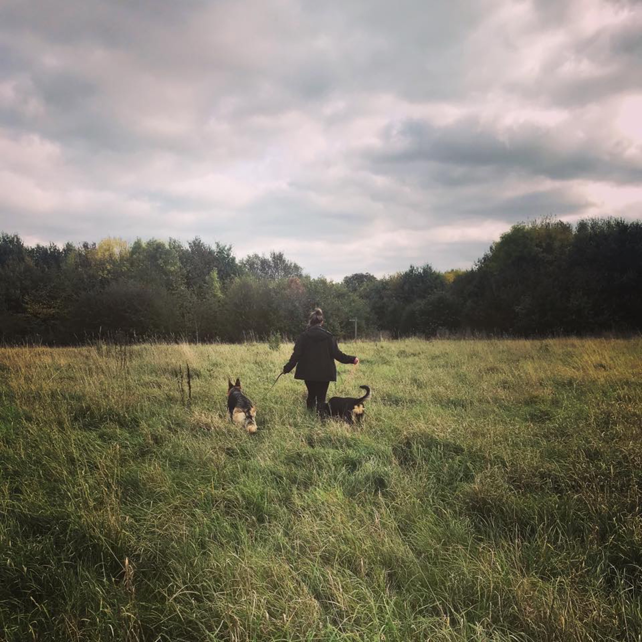 herts hiking hounds dog walking walker and training abbots kings langley hertfordshire pet photography1