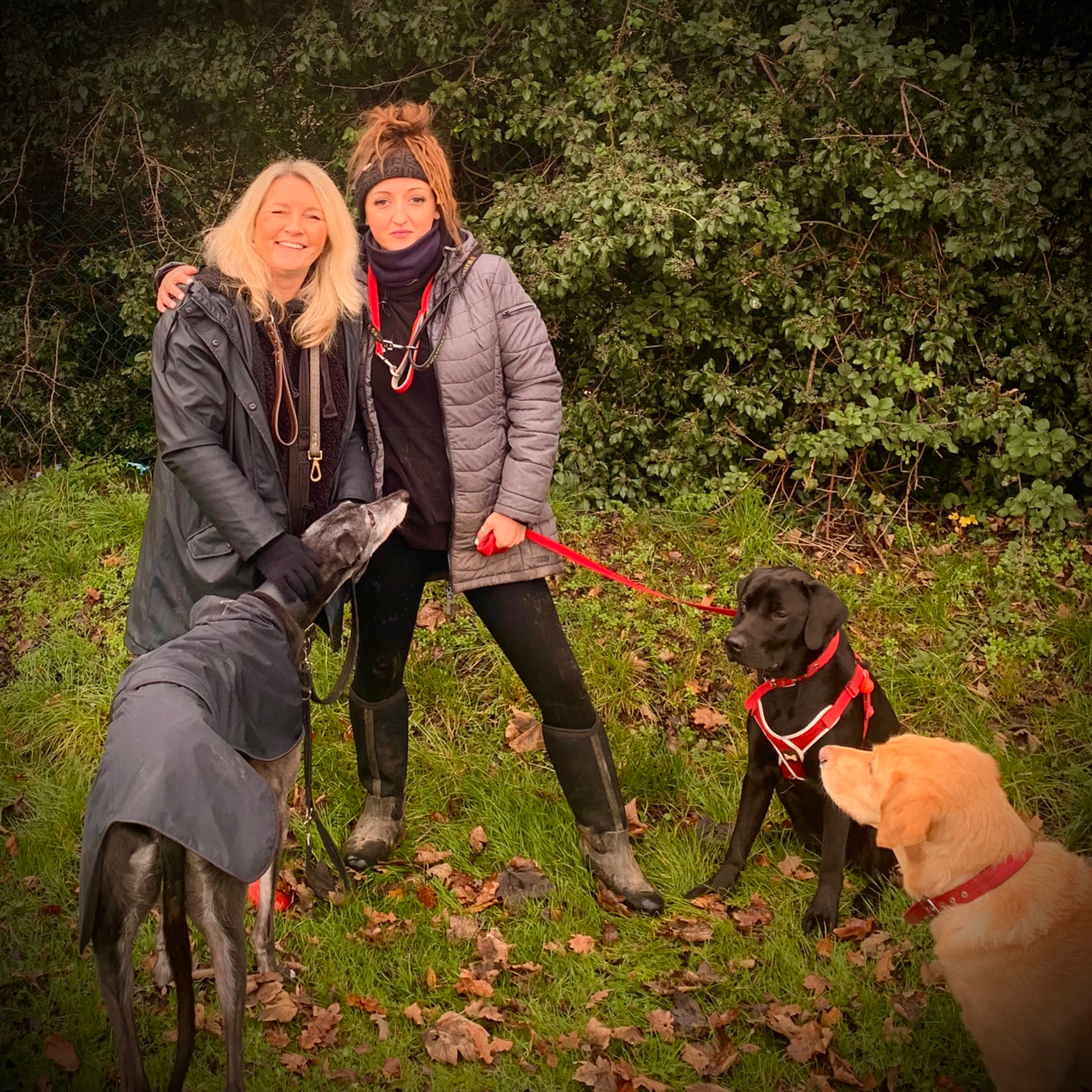 herts hiking hounds dog walking walker and training abbots kings langley hertfordshire pet photography10