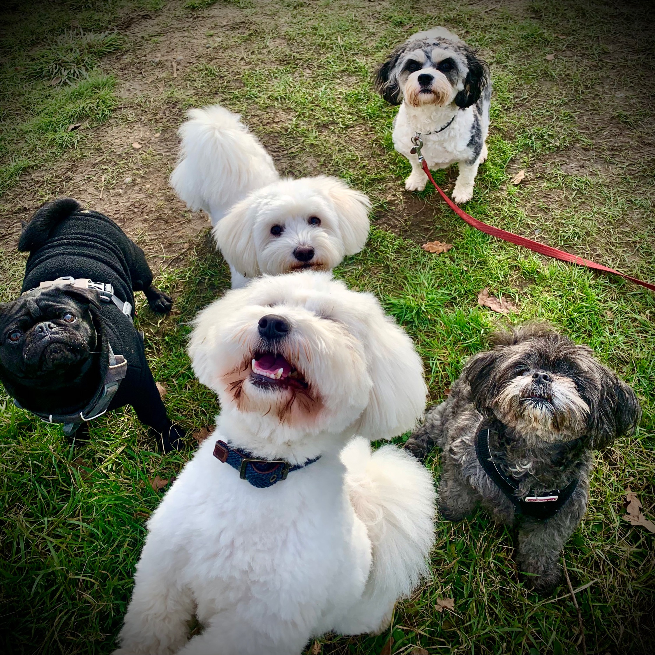 herts hiking hounds dog walking walker and training abbots kings langley hertfordshire pet photography11