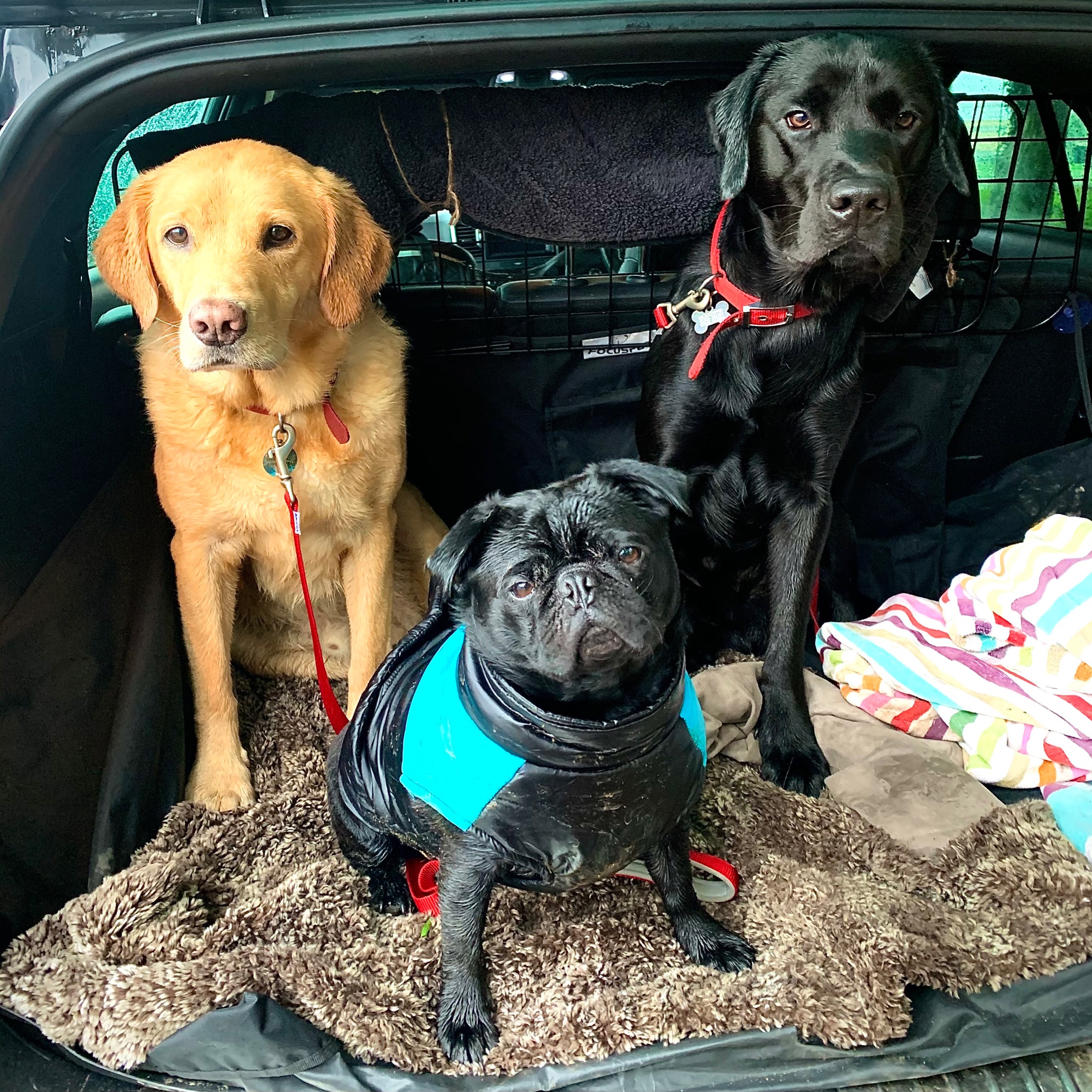 herts hiking hounds dog walking walker and training abbots kings langley hertfordshire pet photography22