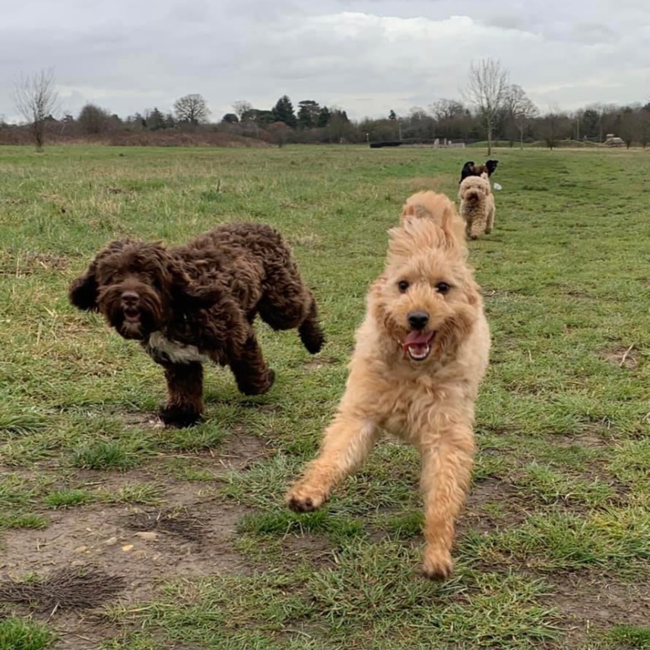 herts hiking hounds dog walking walker and training abbots kings langley hertfordshire pet photography24