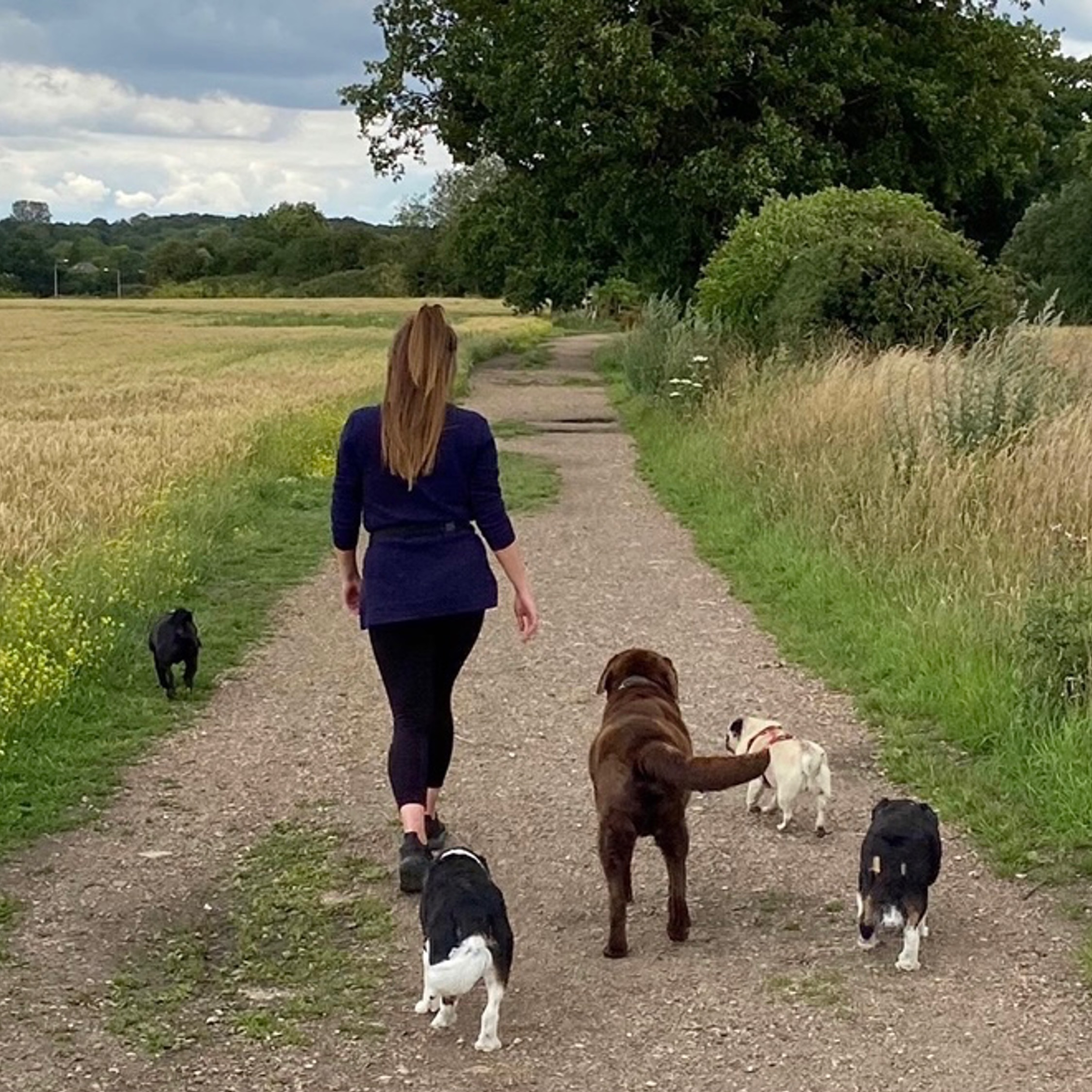 herts hiking hounds dog walking walker and training abbots kings langley hertfordshire pet photography25