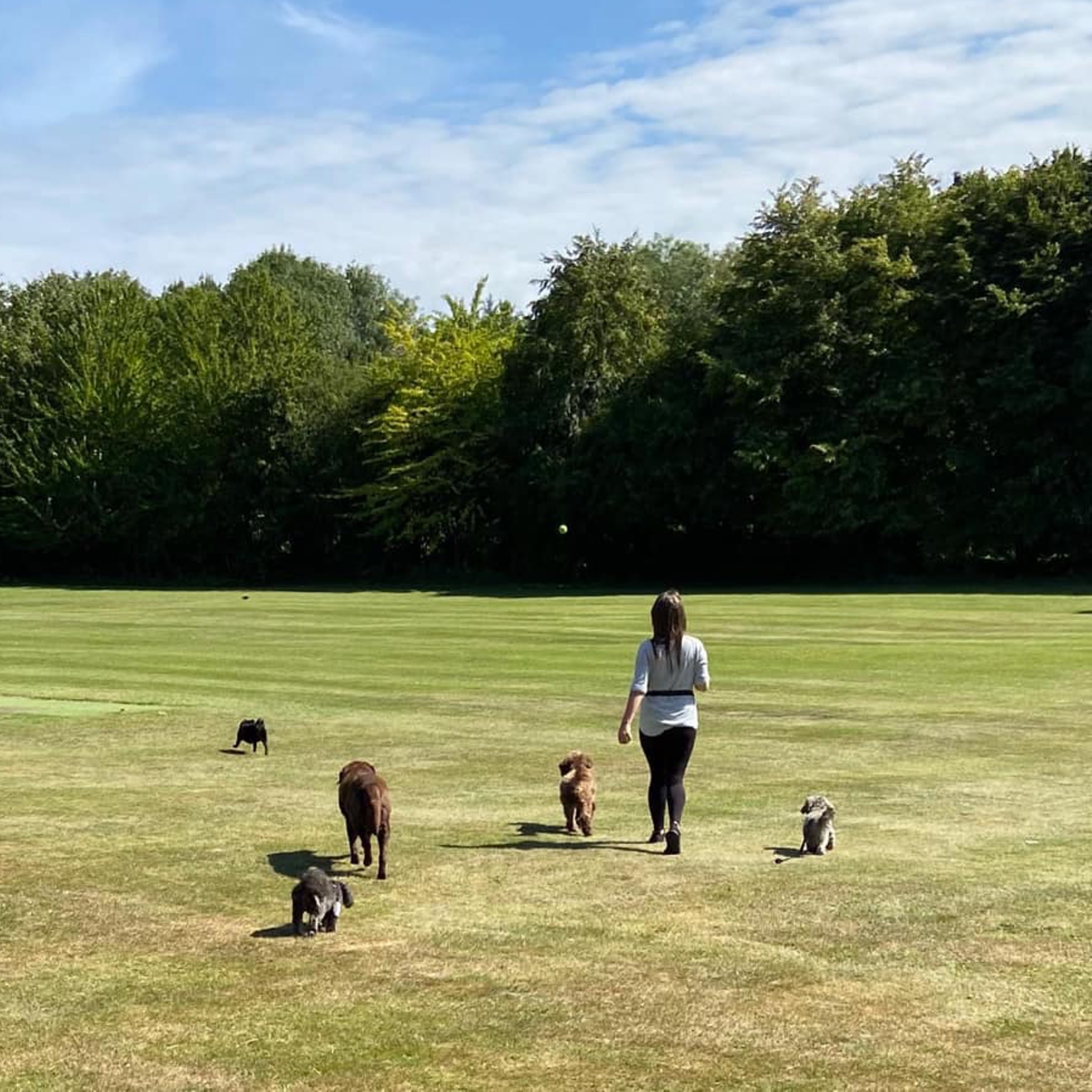 herts hiking hounds dog walking walker and training abbots kings langley hertfordshire pet photography4