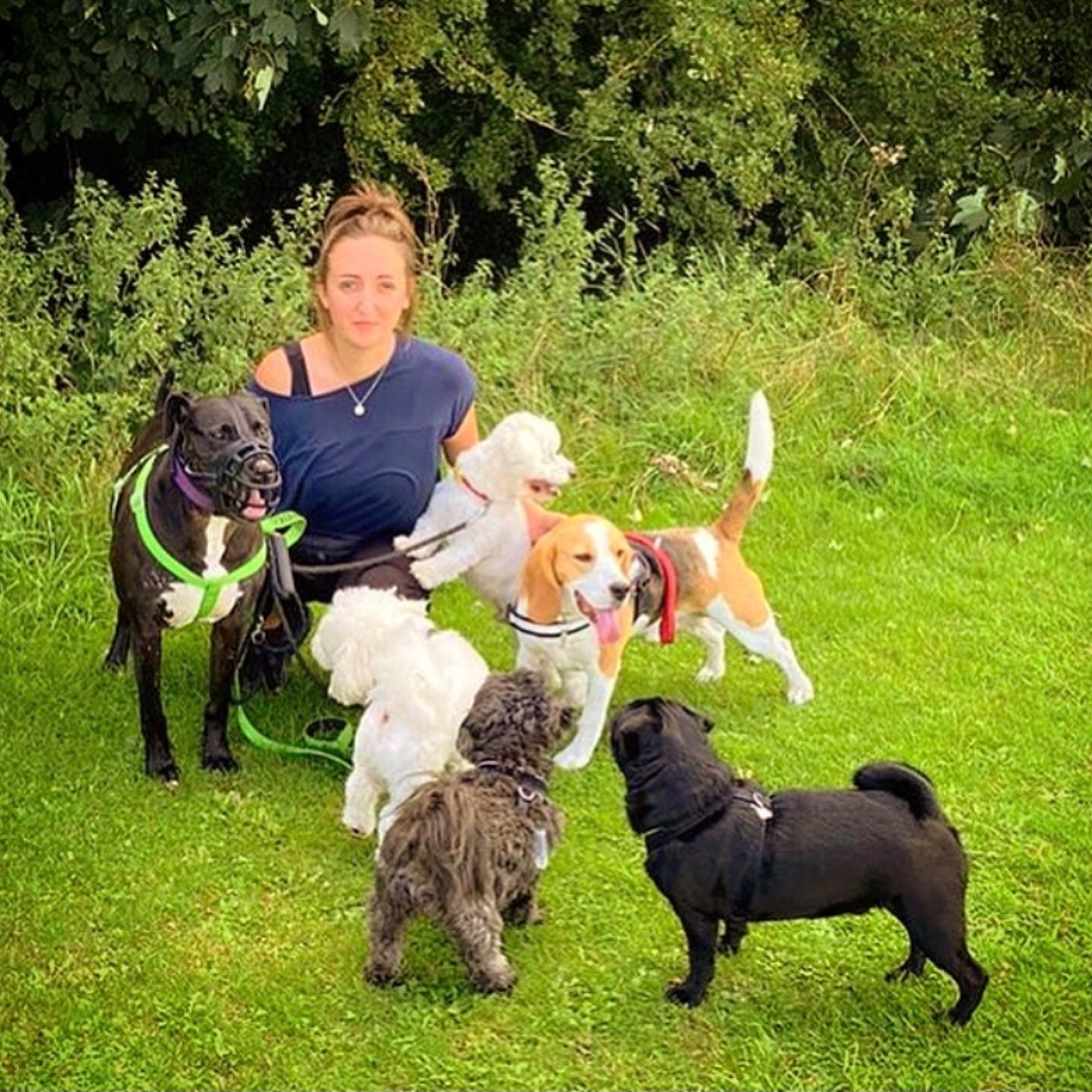 herts hiking hounds dog walking walker and training abbots kings langley hertfordshire pet photography6