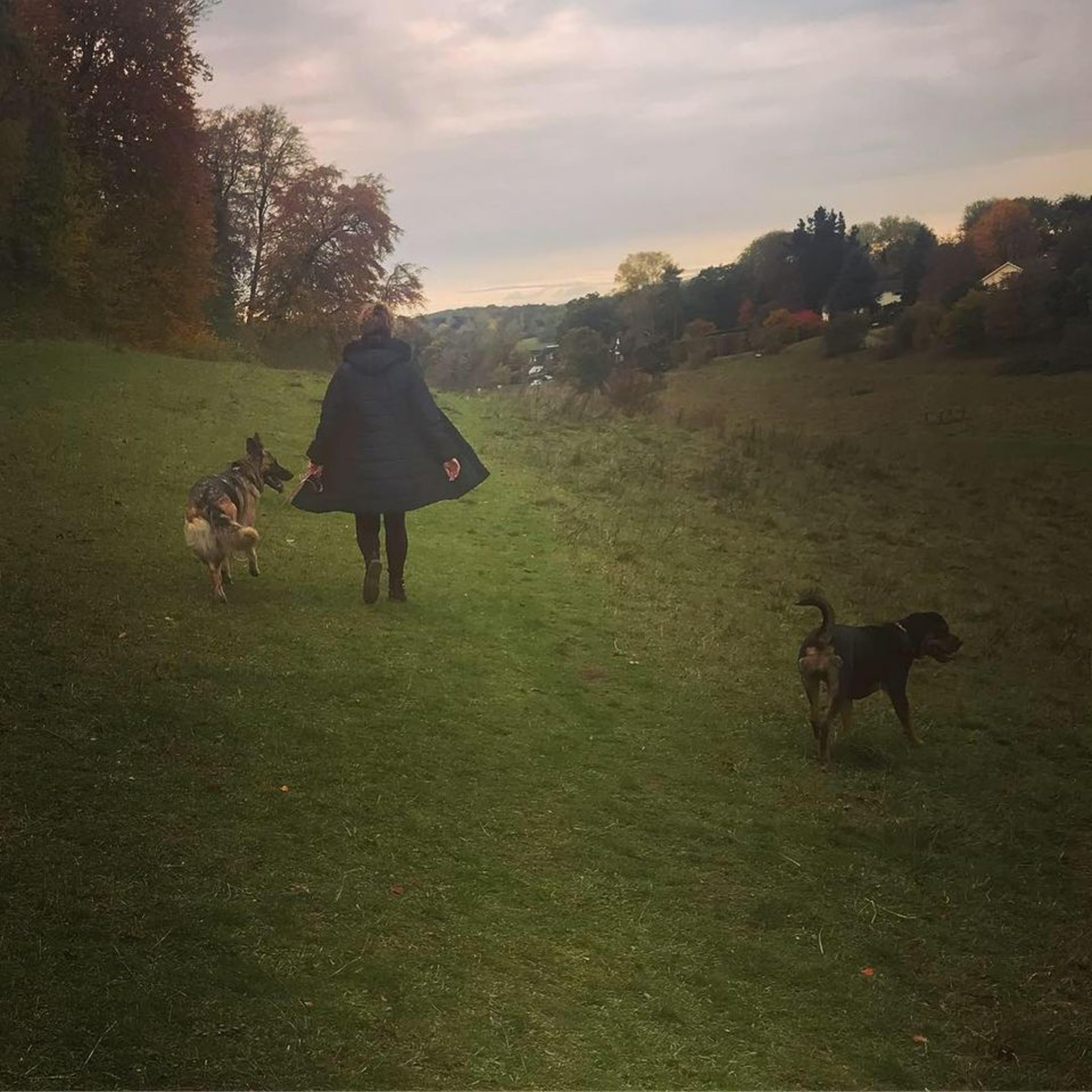 herts hiking hounds dog walking walker and training abbots kings langley hertfordshire pet photography8