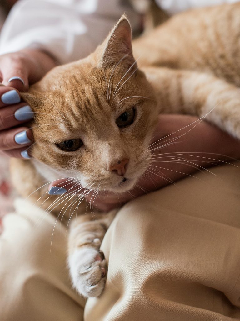 cat sitting service abbots langley, Kings langley, Leavesden, North Watford, Aspley