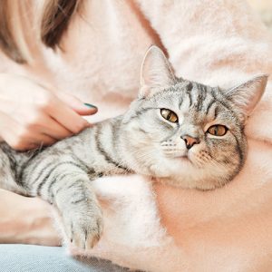 cat sitting service kings langley, abbots langley, apsley, leavesden and north watford