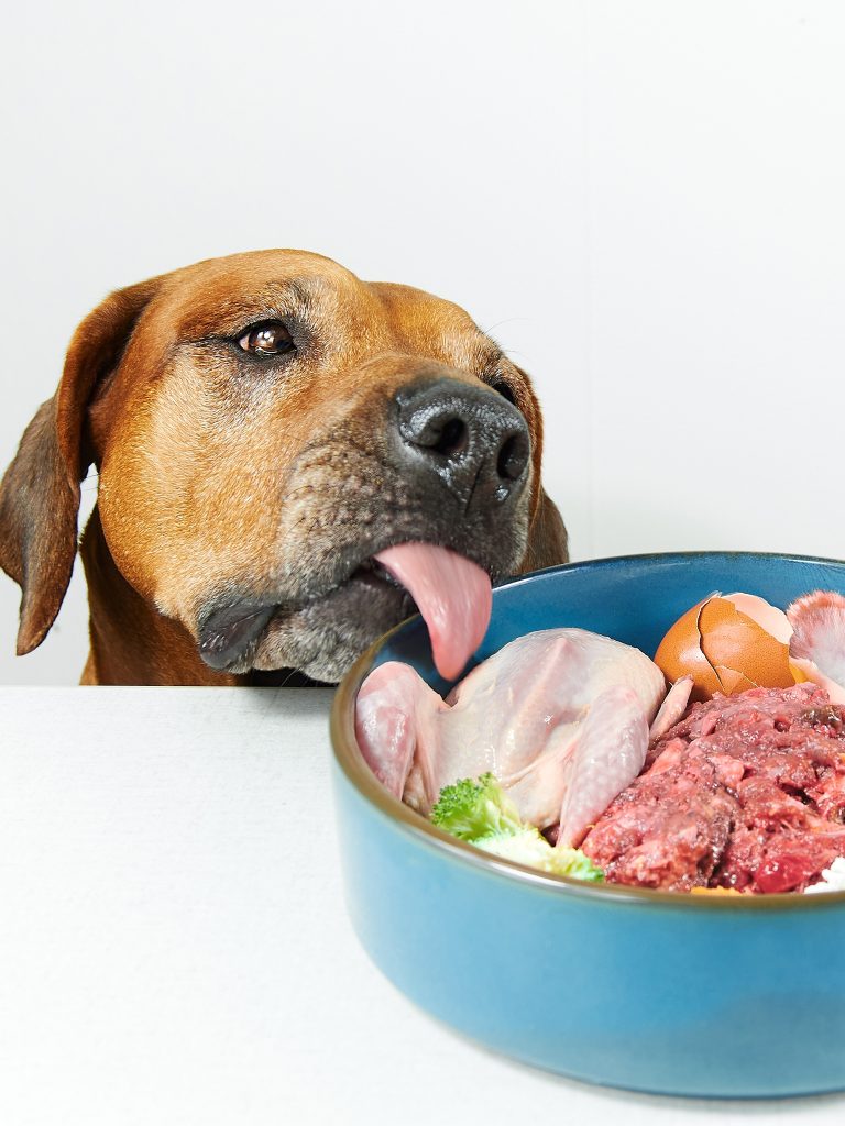 dog nutrition and health advice kings langley, abbots langley, leavesden, north watford and Apsley