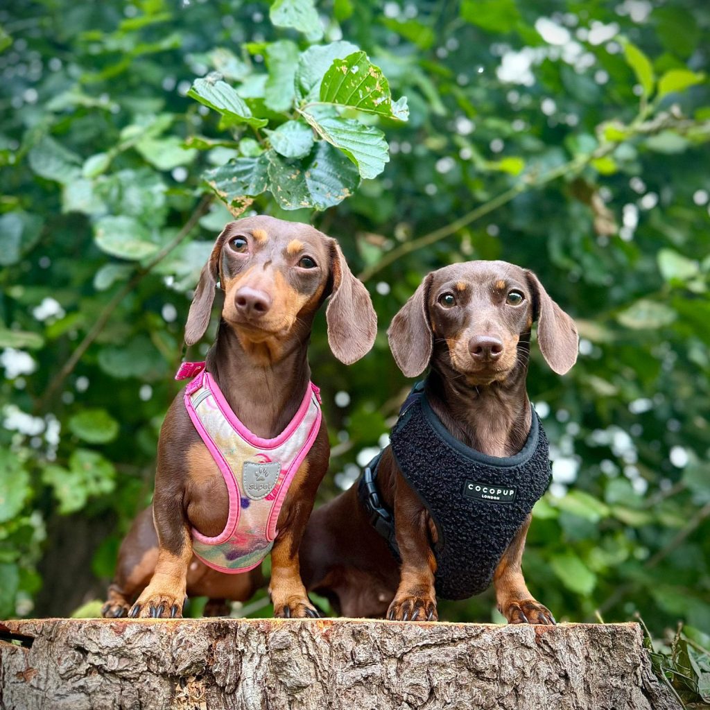 dog nutrition and healthcare advice Herts