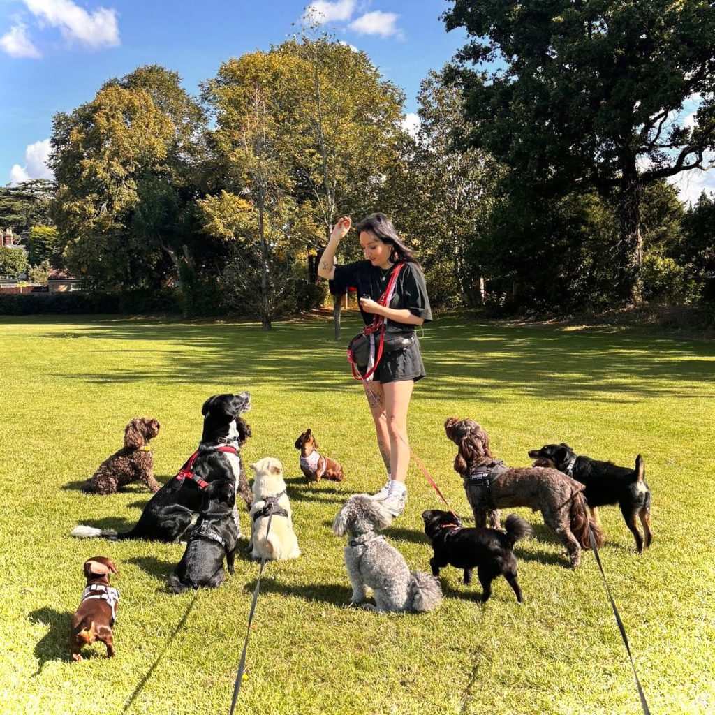 dog training expert abbots langley, Kings langley, Leavesden, North Watford, Aspley