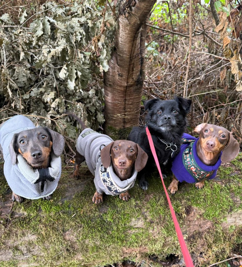 dog walking for nervous dogs watford