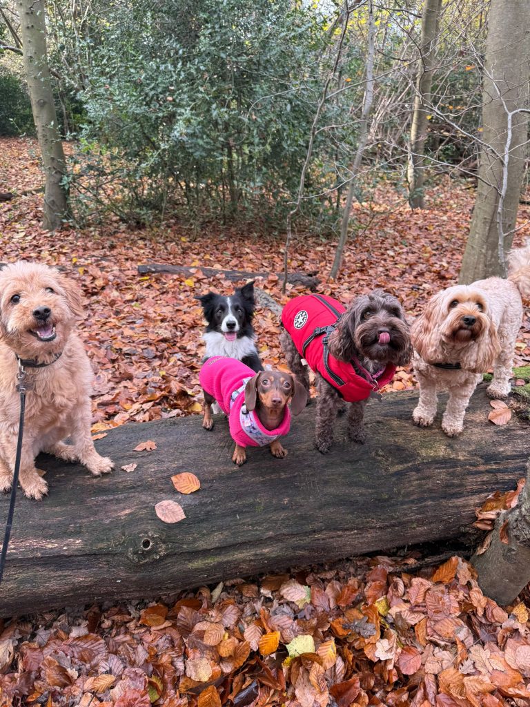 dog walking positive socialisation