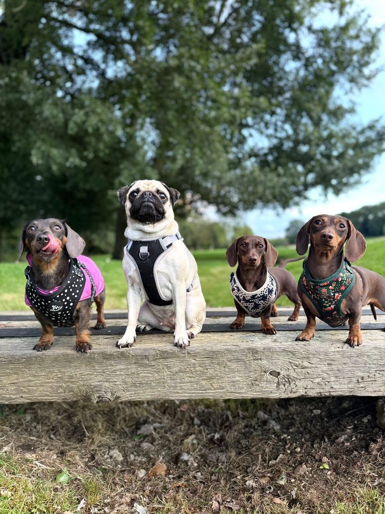 dog walking services apsley