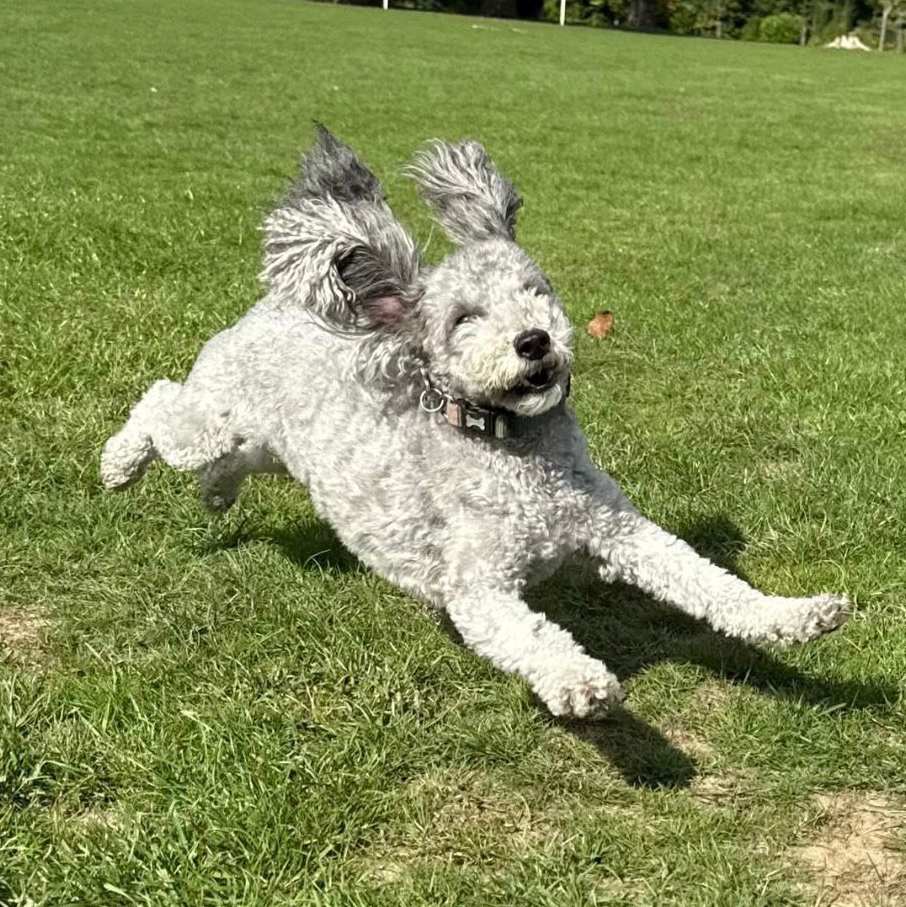 enriched dog walking services abbots langley 2