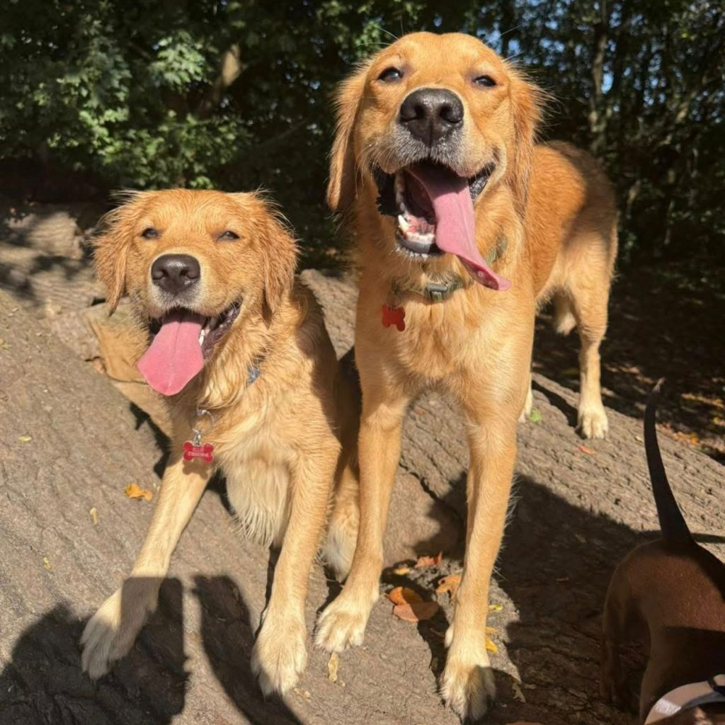 fun dog walking in small groups leavesden