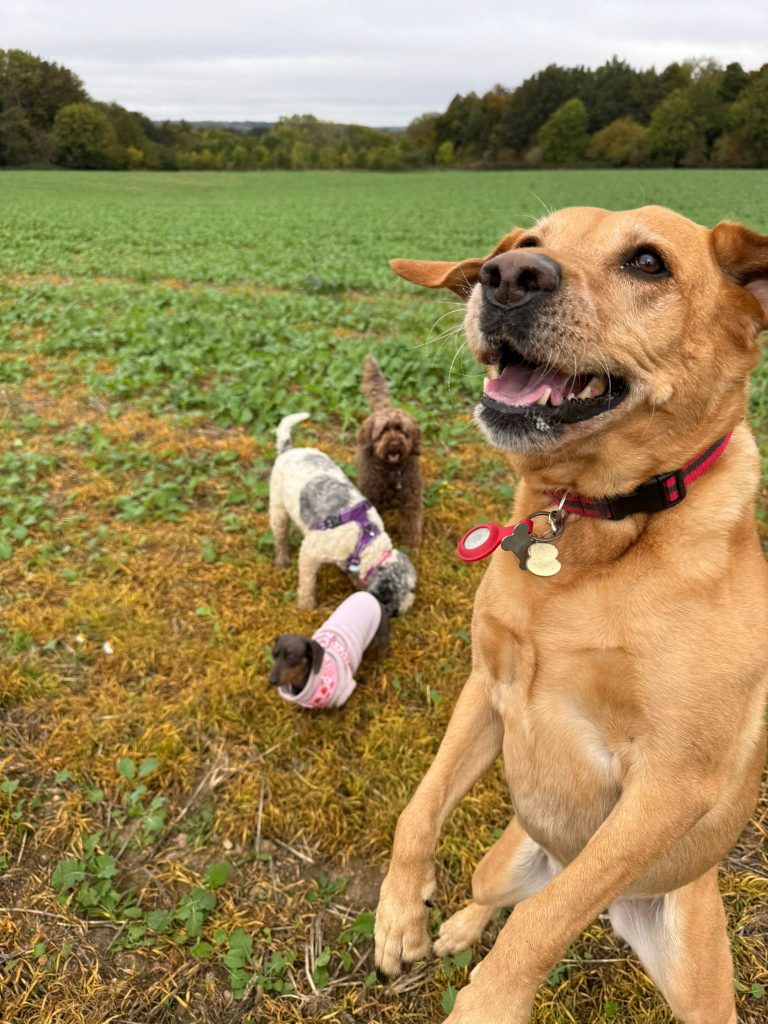 fun dog walking service kings langley