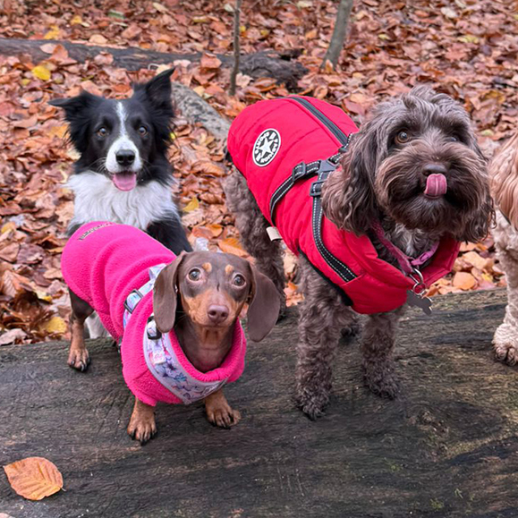 great dog walker abbots langley