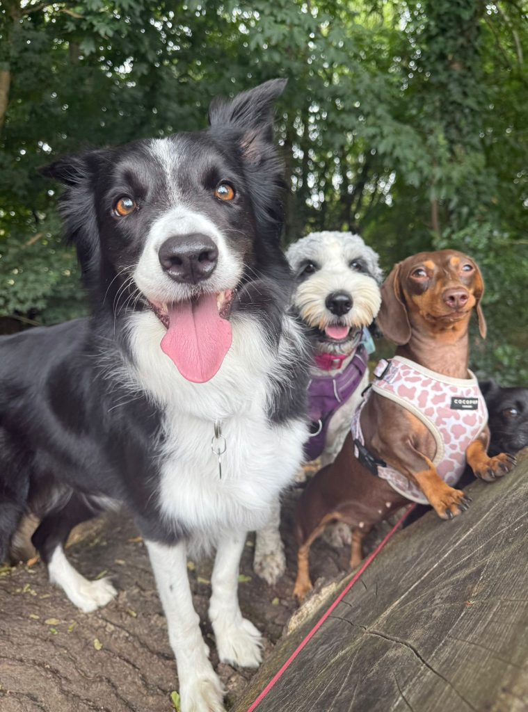 positive socialisation dog walking services